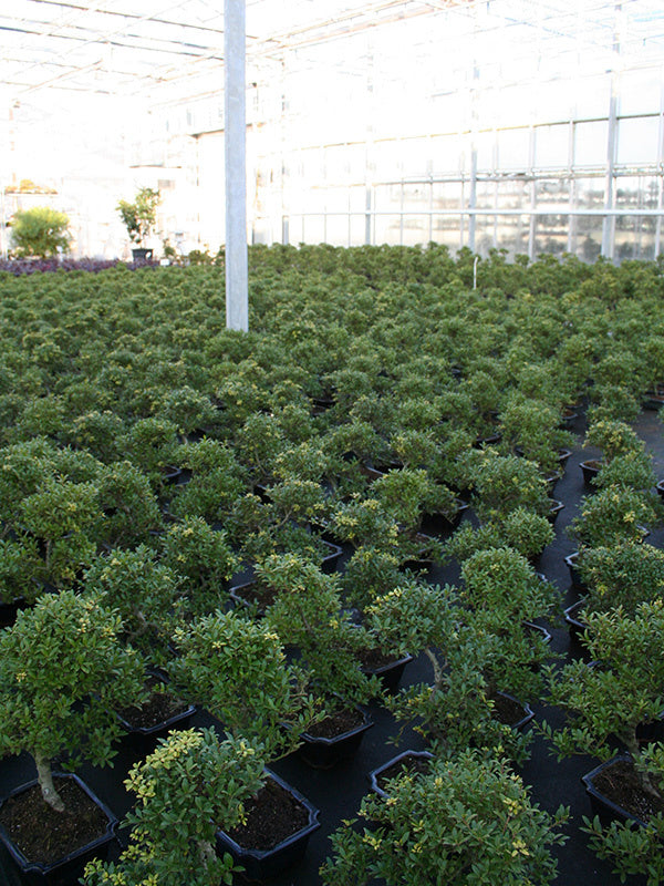 Buiten Bonsai Ilex crenata blauwe rechthoekige pot 20cm, hoogte ~36cm