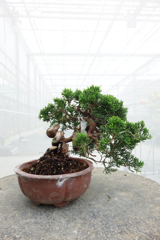 Buiten Bonsai Juniperus chinensis ongeglazuurde ronde pot 15cm, hoogte ~20cm