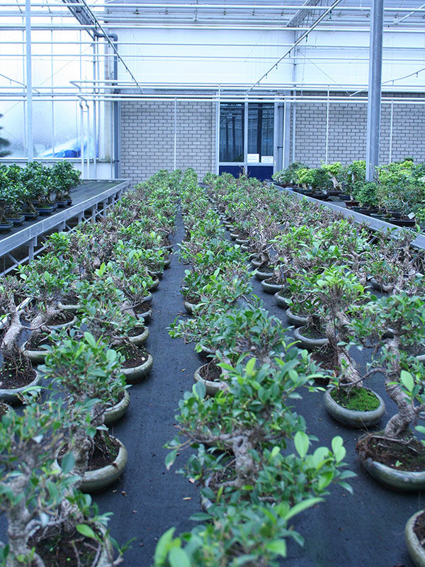 Binnen Bonsai Ficus retusa shape groene ovale pot 24cm, hoogte ~ 40cm