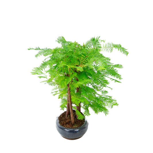 Metasequoia glyptostroboides Gruppe 5, ovale Schale, 30 cm Durchmesser, Höhe ca. 35 cm