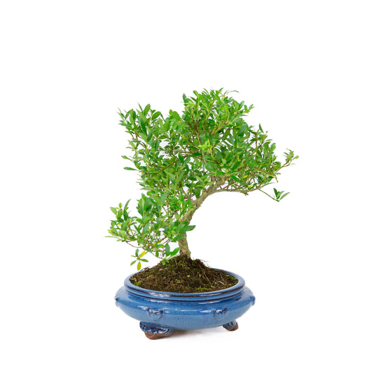 Ilex crenata blau, runder Topf, 23 cm Durchmesser, Höhe ca. 43 cm