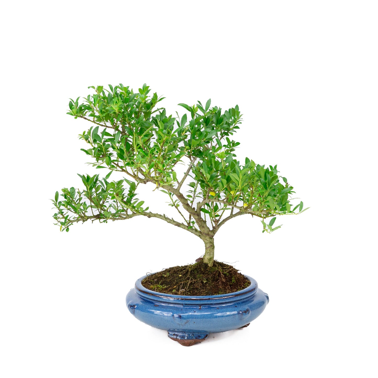 Ilex crenata blau, runde Schale, 23 cm Durchmesser, Höhe ca. 43 cm