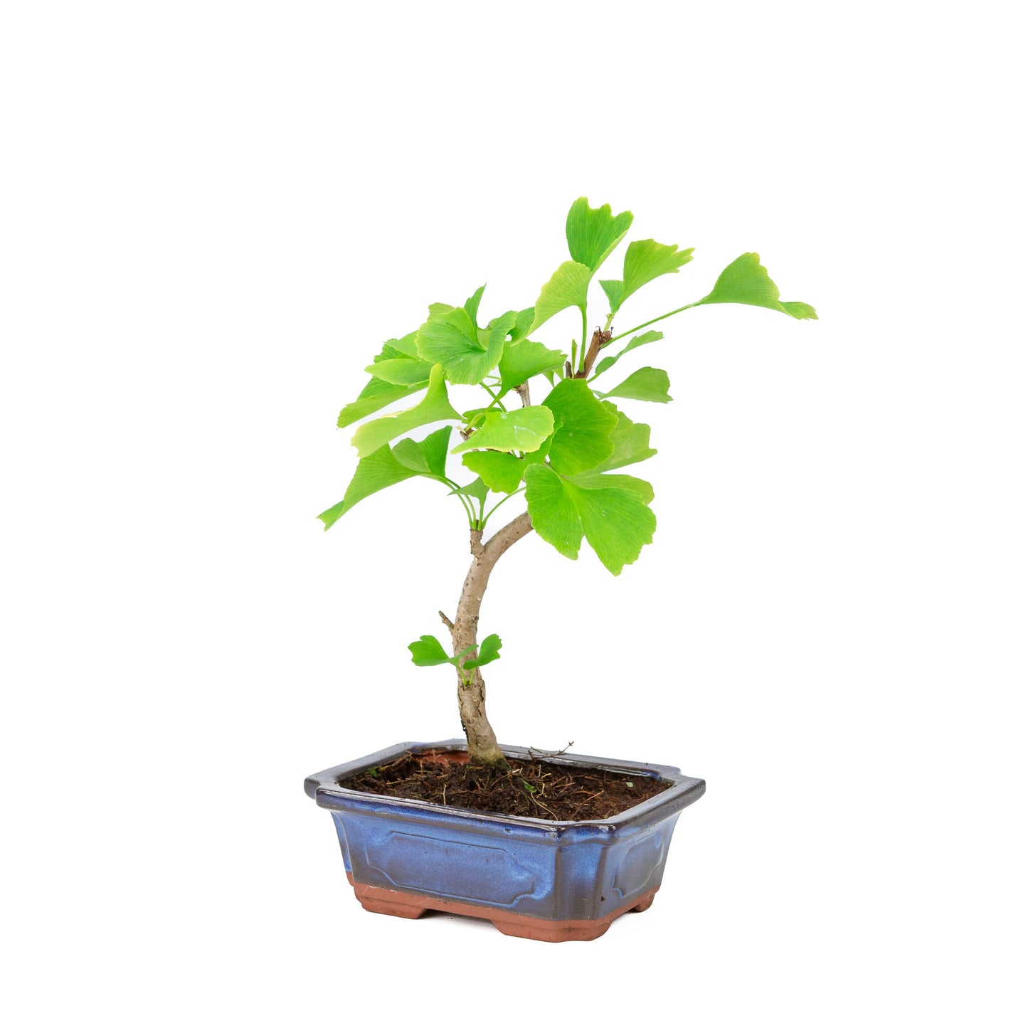 Ginkgo biloba blauer rechteckiger Schale 20cm, Höhe 35cm