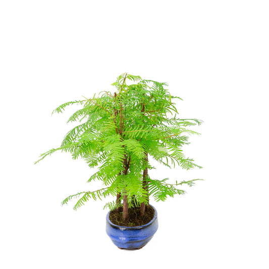 Metasequoia glyptostroboides Gruppe 5, ovale Schale, 22 cm Durchmesser, Höhe ca. 33 cm