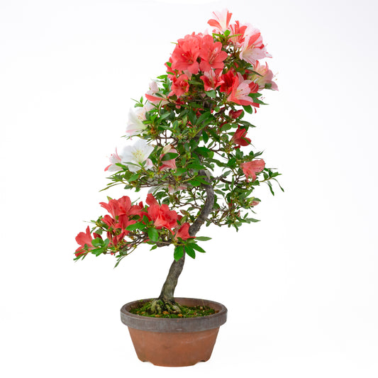 Rhododendron indicum 'Yume Monogatari' (Satsuki-Azalee), Höhe ~62 cm