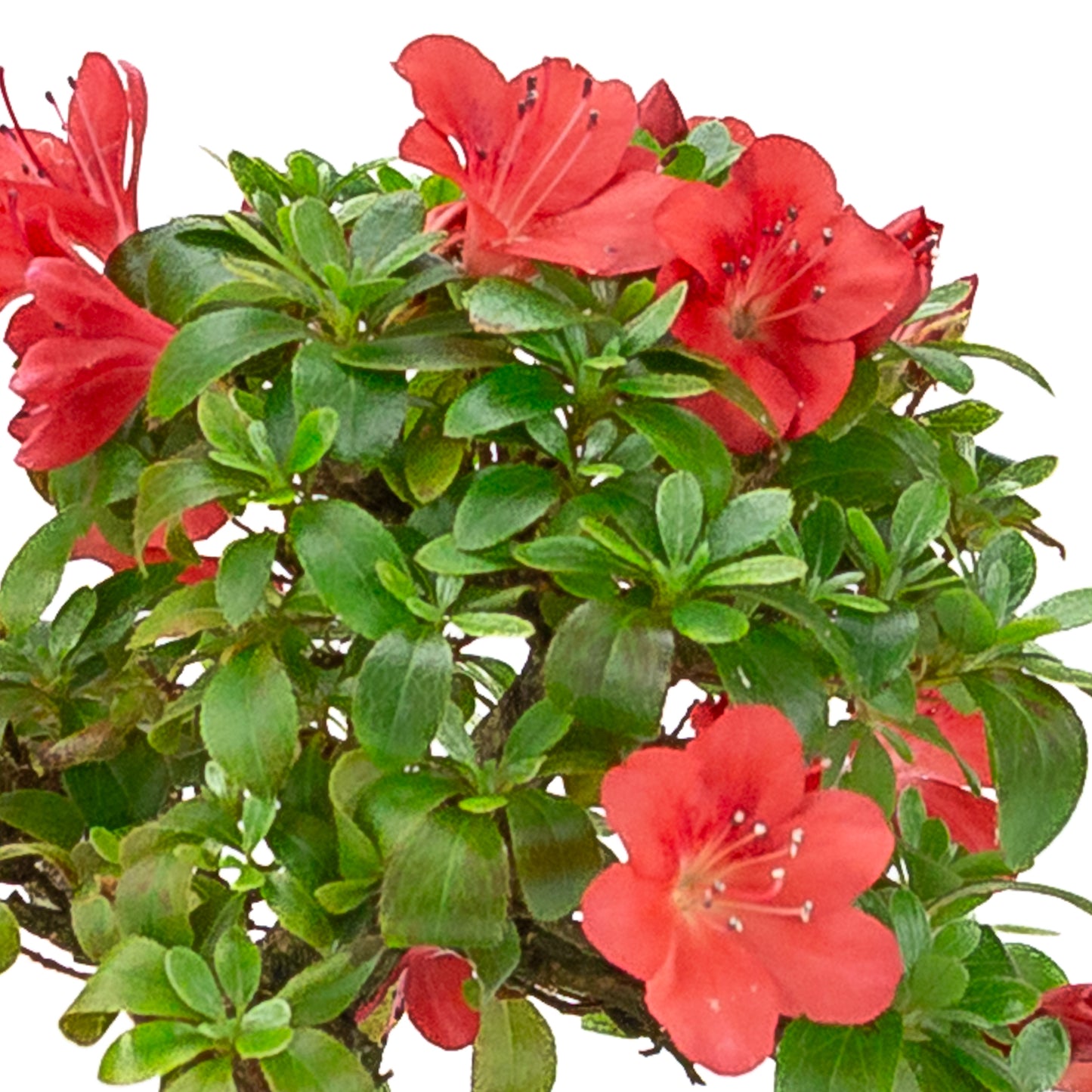Rhododendron indicum (Satsuki-Azalee), Höhe ca. 21 cm