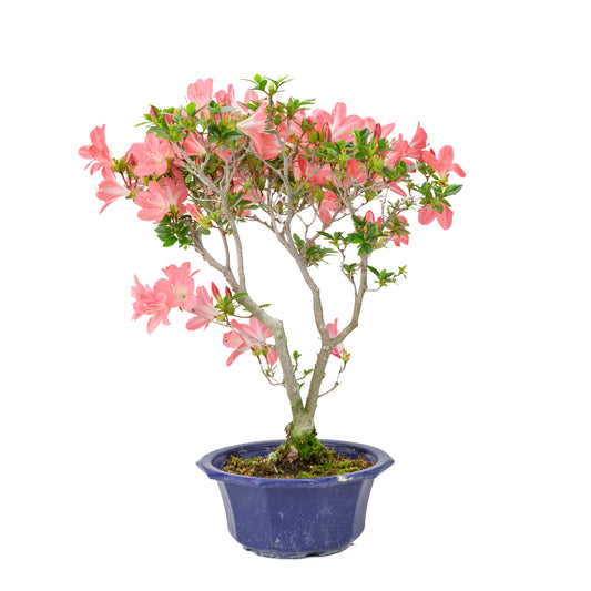 Rhododendron indicum 'Toki' (Satsuki-Azalee), Höhe ca. 47cm
