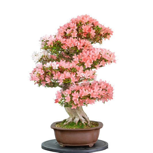 Rhododendron indicum (Satsuki-Azalee), Höhe ~77cm