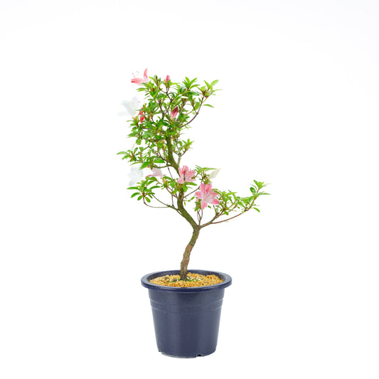 Rhododendron indicum 'Yubi no Kagayaki' (Satsuki-Azalee), Höhe ~56cm