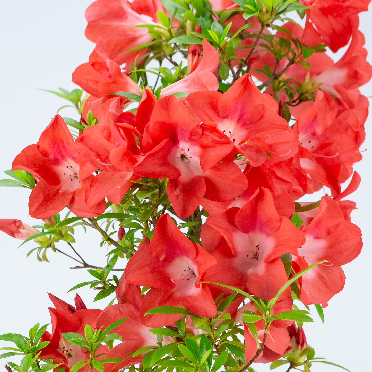 Rhododendron indicum 'Umihotaru' (satsuki azalea), hoogte ~56cm