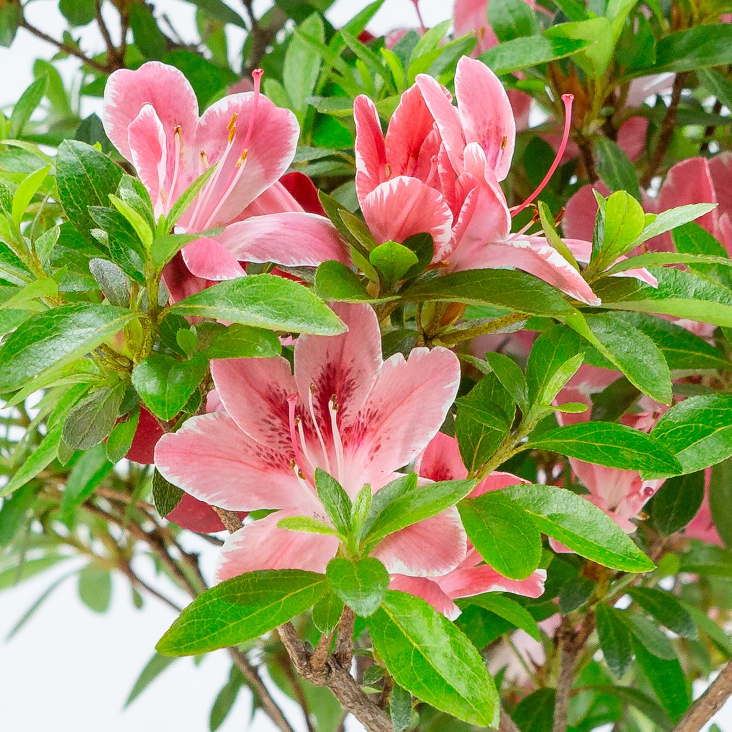 Rhododendron indicum 'Hatsukoi' (satsuki azalea), hoogte ~54cm