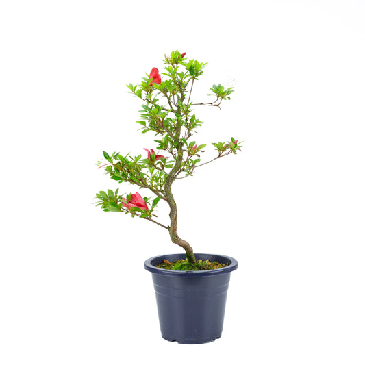 Rhododendron indicum 'Kangiten' (Satsuki-Azalee), Höhe ~56cm