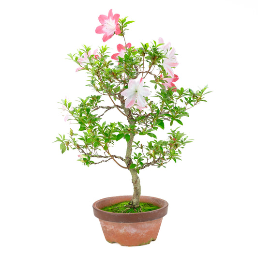 Rhododendron indicum 'Hatsukoi' (Satsuki-Azalee), Höhe ~62cm