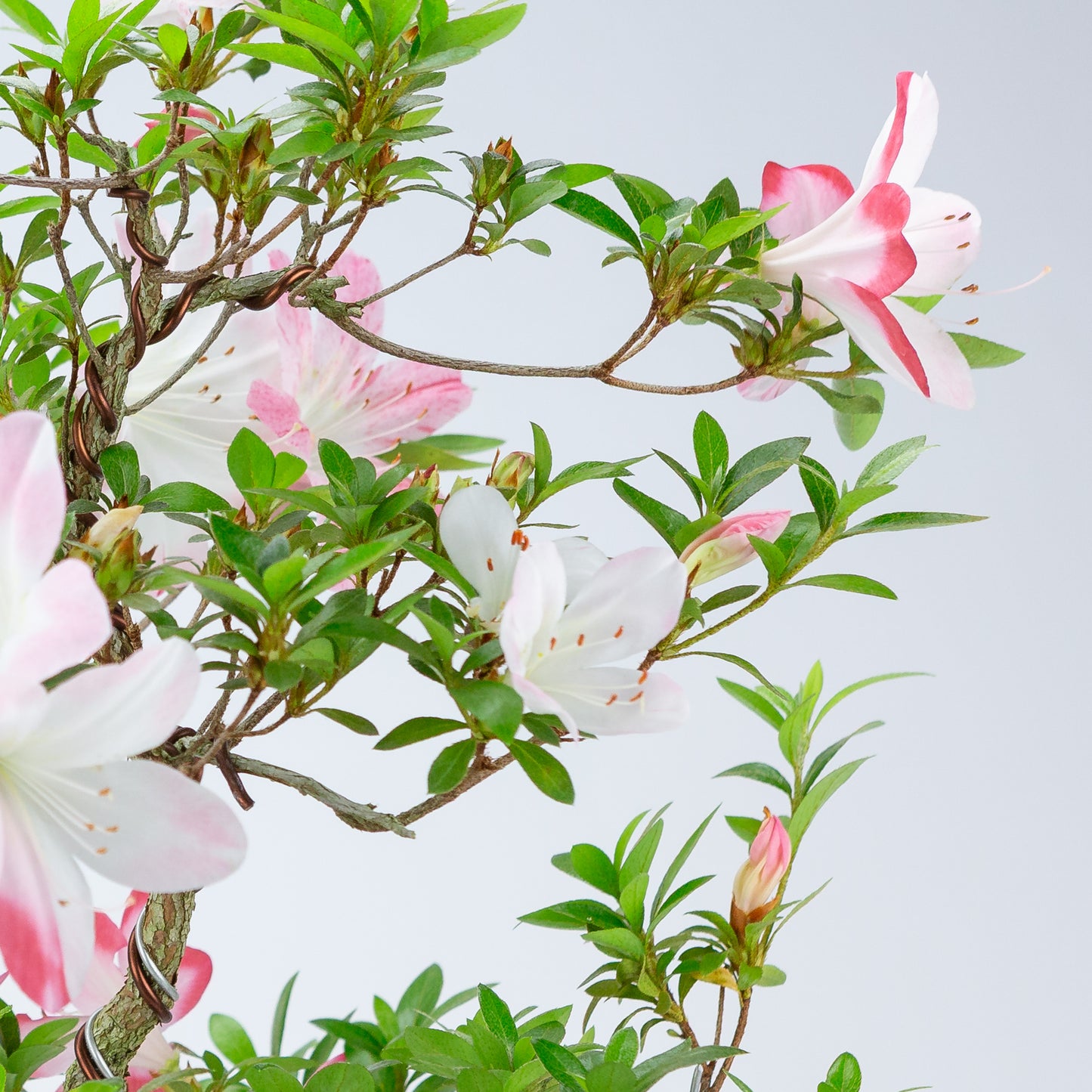 Rhododendron indicum 'Hatsukoi' (satsuki azalea), hoogte ~59cm
