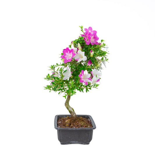 Rhododendron indicum 'Ruka' (Satsuki-Azalee), Höhe ~54cm