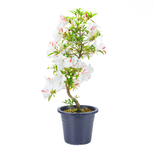 Rhododendron indicum 'Umihotaru' (satsuki azalea), hoogte ~58cm