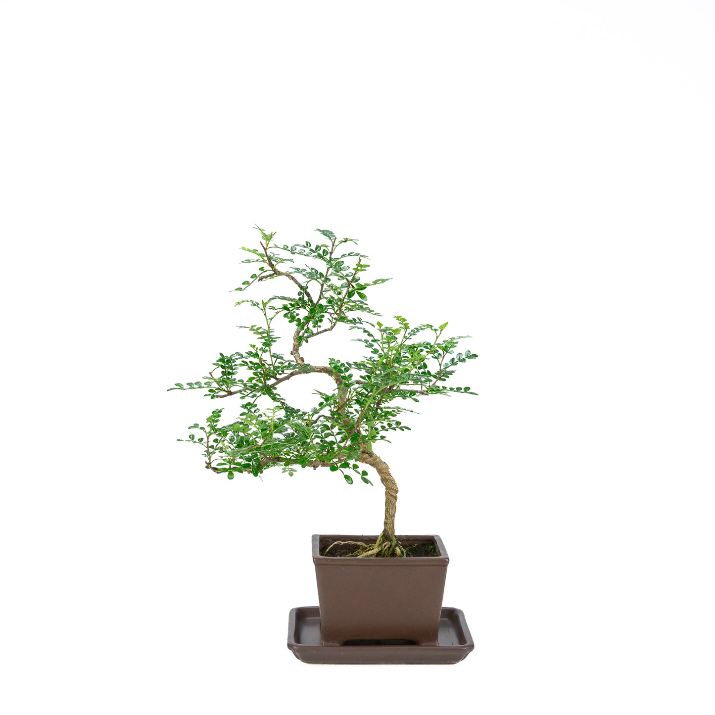 Zanthoxylum piperitum (peperboom), hoogte ~39cm