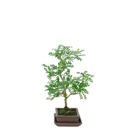 Zanthoxylum piperitum (Pfefferbaum), Höhe ~38cm