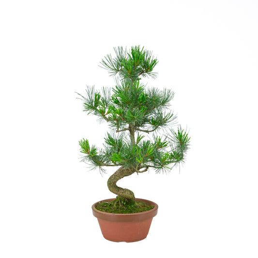 Pinus parviflora (Japanische Mädchenkiefer) Terrakottatopf 19 cm, Höhe ~53 cm