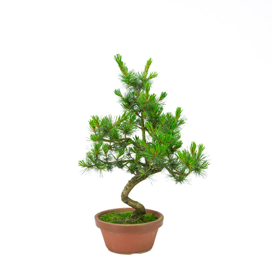 Pinus parviflora (Japanische Mädchenkiefer) Terrakottatopf 19 cm, Höhe ~48 cm