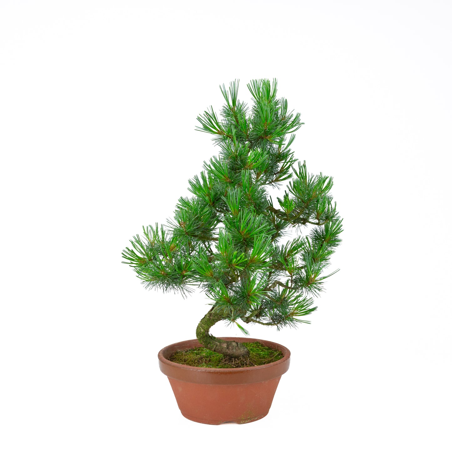 Pinus parviflora (Japanische Mädchenkiefer) Terrakottatopf 22 cm, Höhe ~55 cm