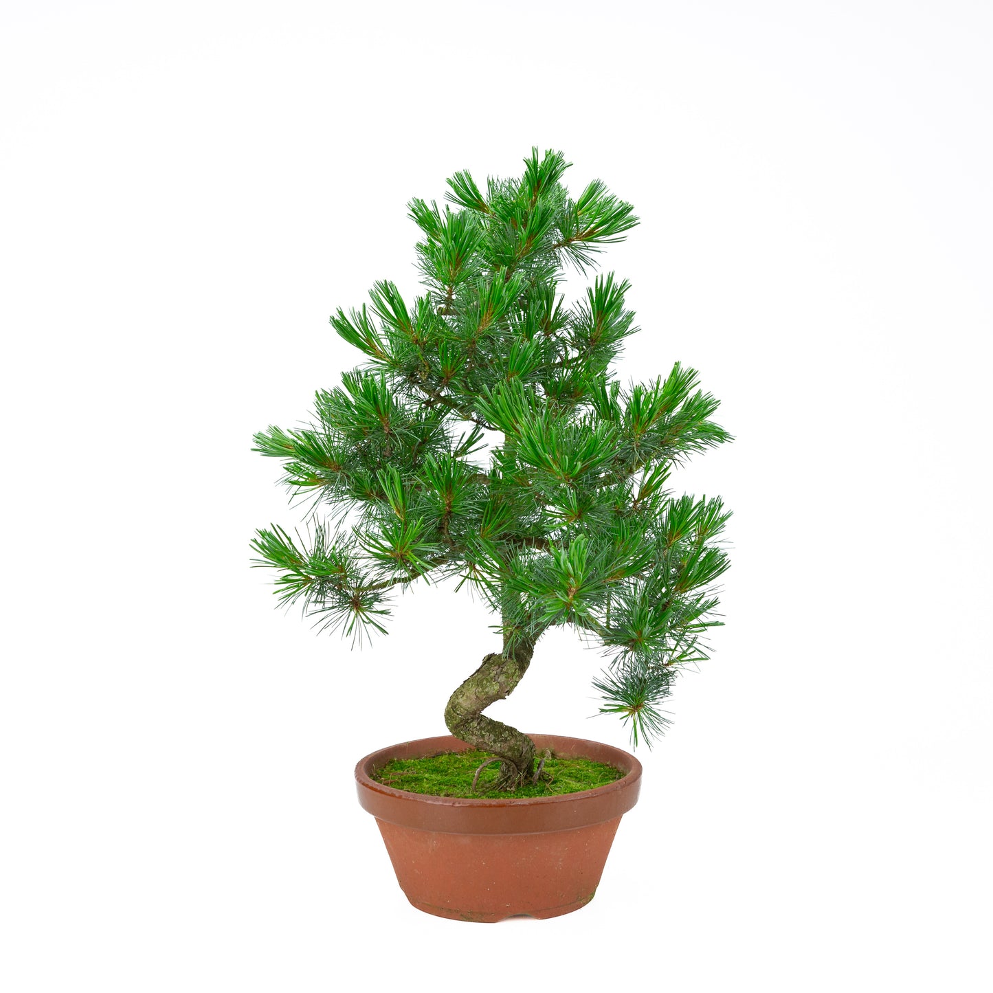 Pinus parviflora (Japanische Mädchenkiefer) Terrakotta-Topf 22 cm, Höhe ~57 cm