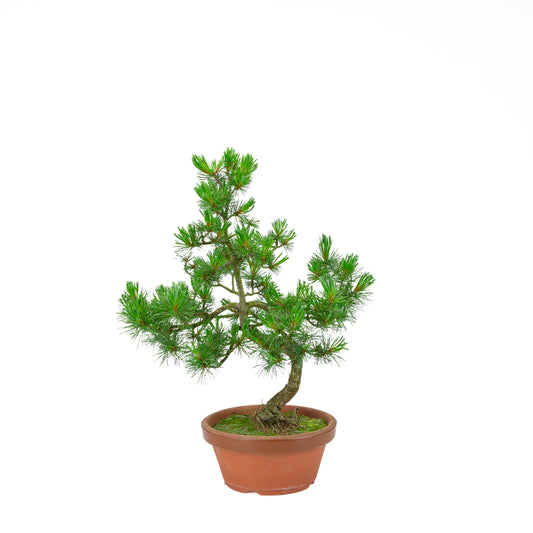 Pinus parviflora (Japanische Mädchenkiefer) Terrakottatopf 19 cm, Höhe ~45 cm