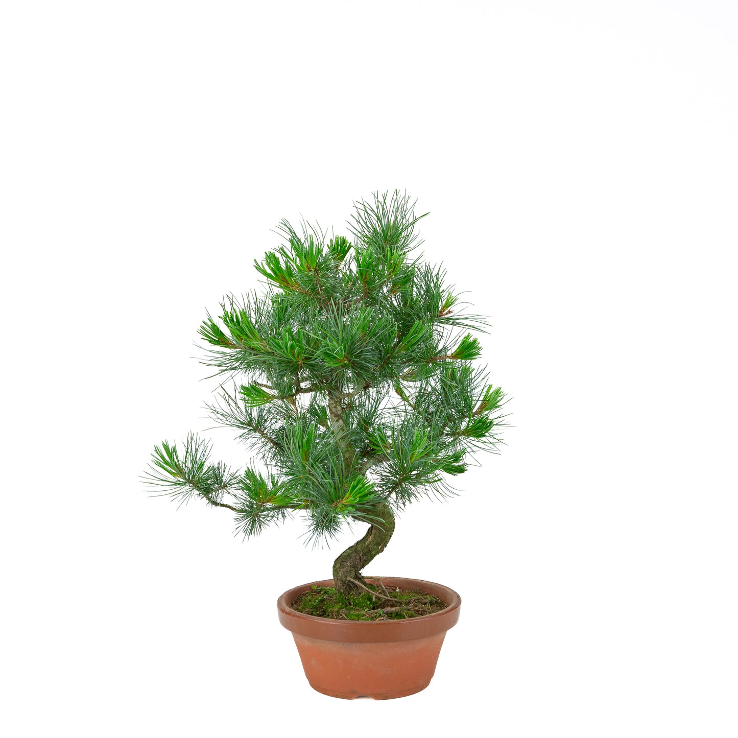 Pinus parviflora (Japanische Mädchenkiefer) Terrakottatopf 19 cm, Höhe ~49 cm
