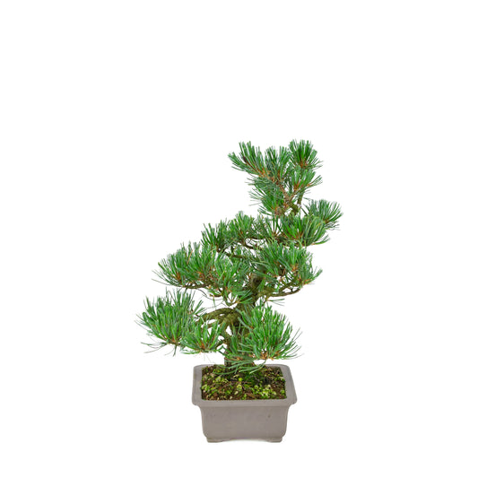 Pinus parviflora (Japanische Mädchenkiefer), Höhe ca. 32 cm