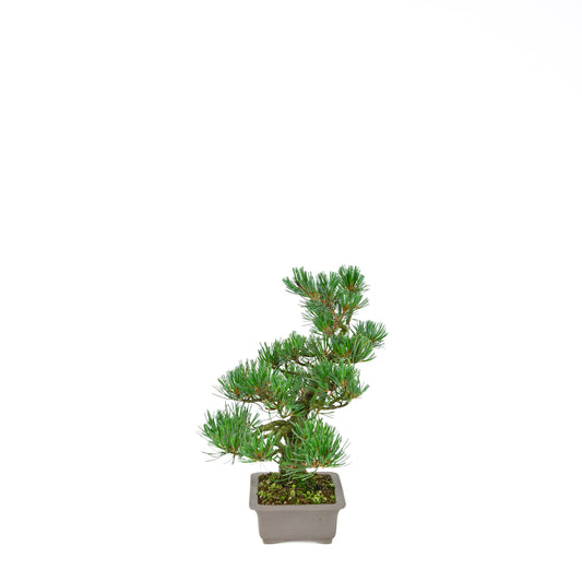 Pinus parviflora (Japanische Mädchenkiefer), Höhe ca. 32 cm