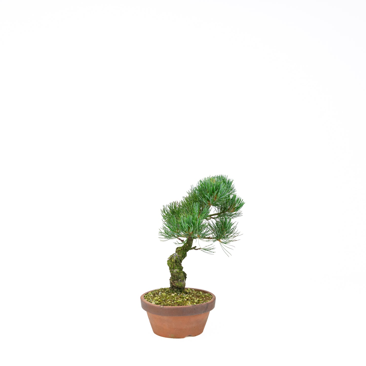 Pinus parviflora (Japanische Weymouth-Kiefer), Höhe ~30 cm