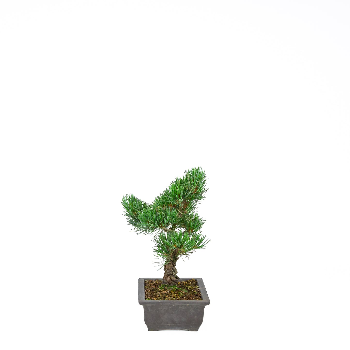 Pinus parviflora (Japanische Mädchenkiefer), Höhe ~32 cm