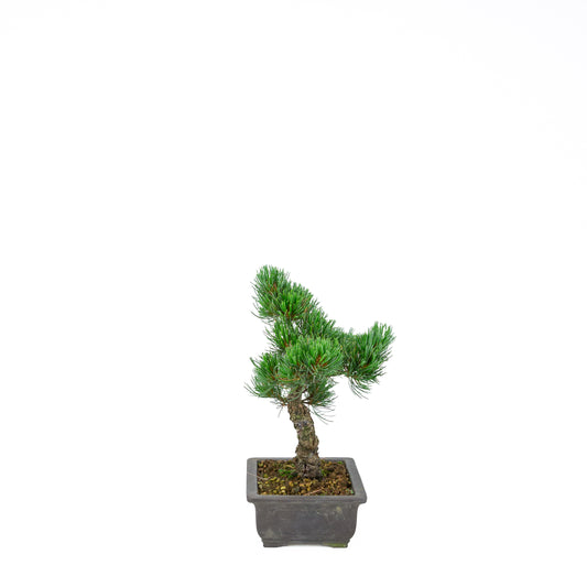 Pinus parviflora (Japanische Mädchenkiefer), Höhe ~32 cm