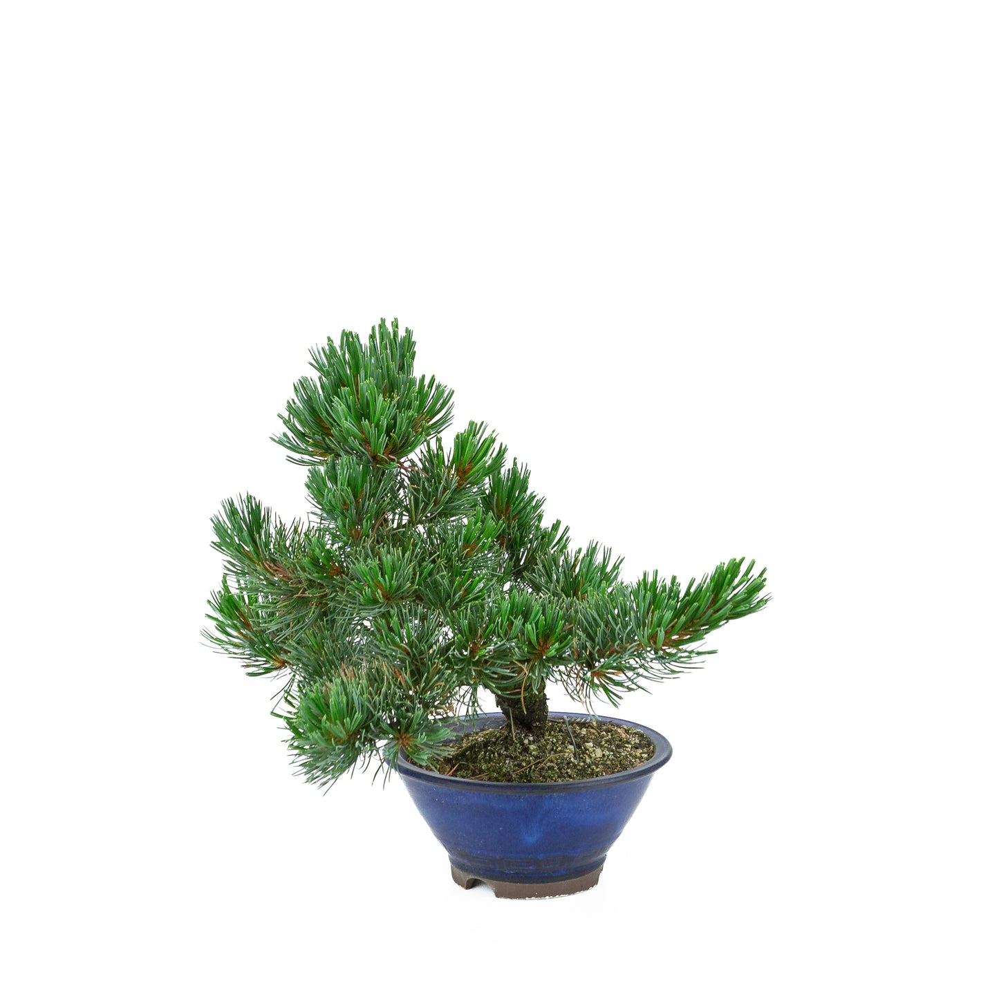 Pinus parviflora (Japanische Mädchenkiefer), Höhe ~31 cm