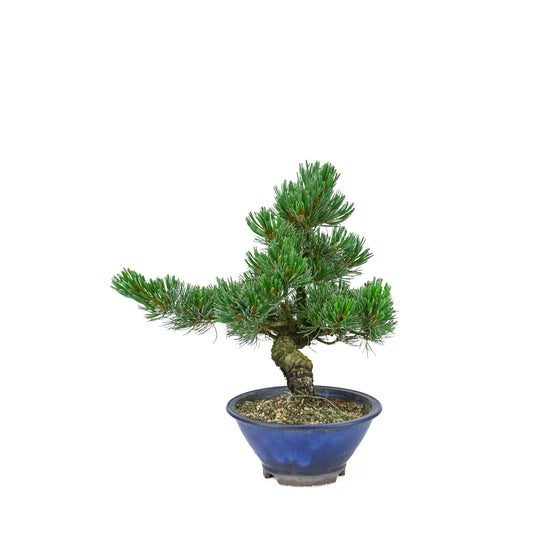 Pinus parviflora (Japanische Mädchenkiefer), Höhe ~31 cm