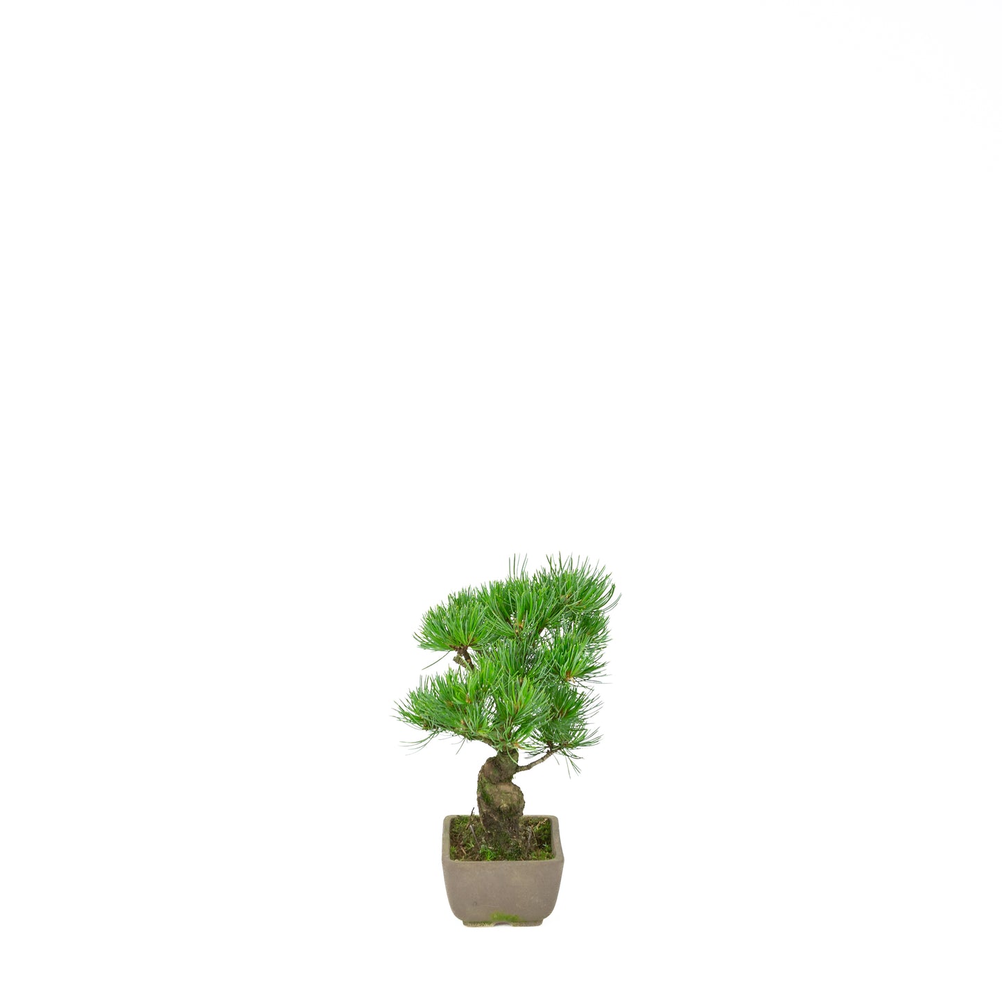 Pinus parviflora (Japanische Mädchenkiefer), Höhe ca. 24 cm
