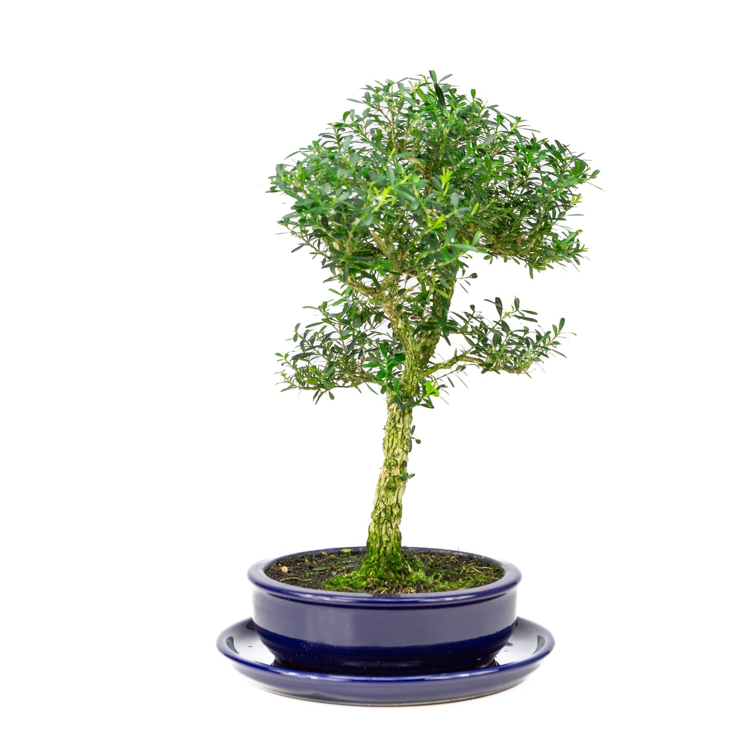 Buxus harlandii Bonsai in einer blauen Schale, 19 cm hoch, Gesamthöhe ca. 41 cm