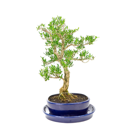 Buxus harlandii Bonsai im blauen Topf, 21 cm Durchmesser, Höhe ca. 36 cm
