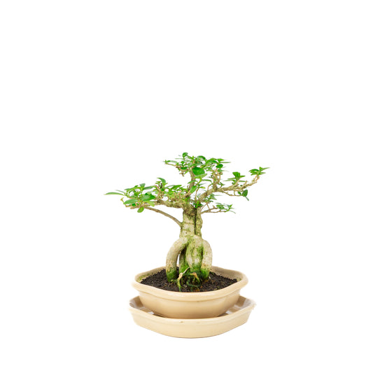 Premna Bonsai im cremefarbenen Topf 22 cm, Höhe ~22 cm