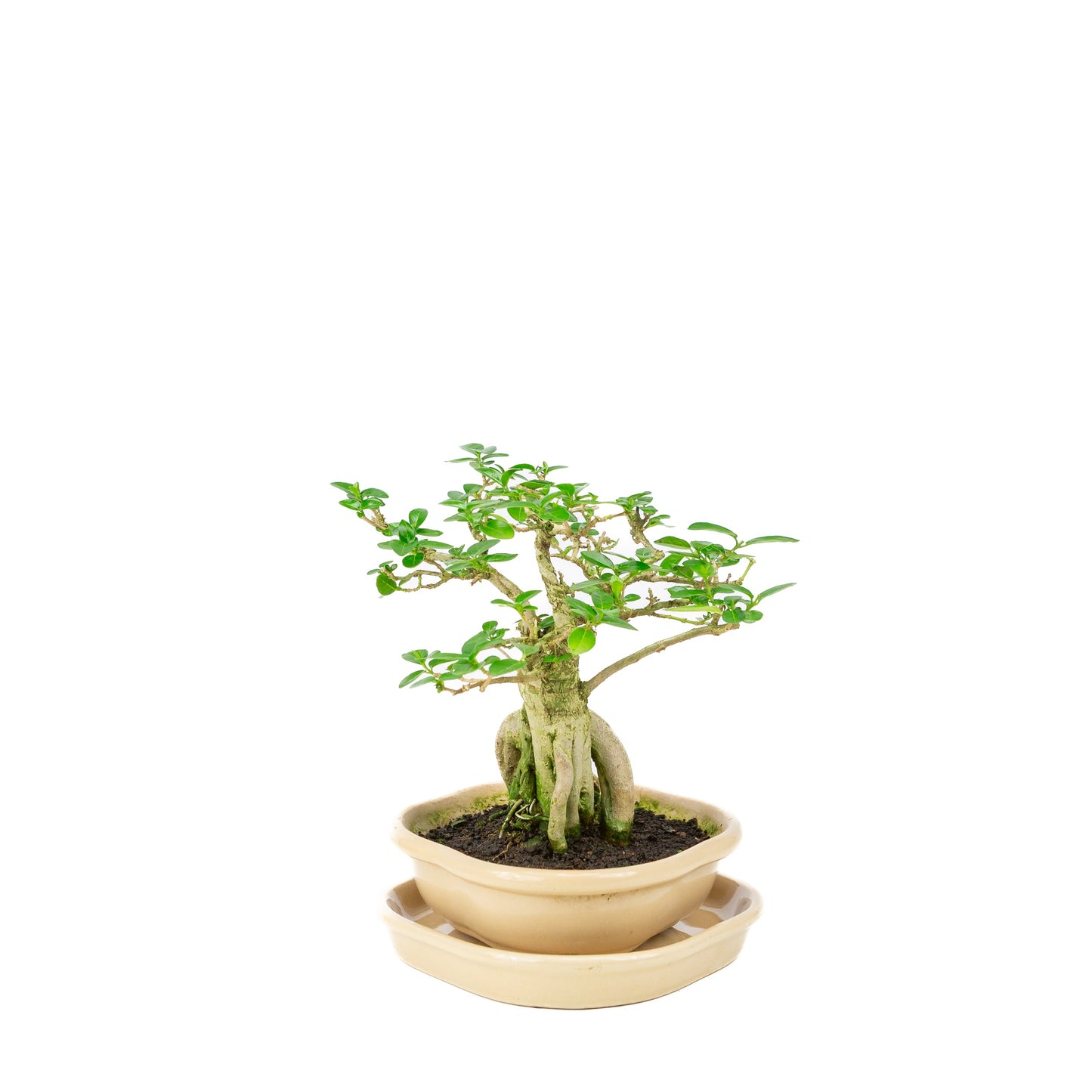Premna Bonsai in einer cremefarbenen Schale 22 cm, Höhe ~22 cm