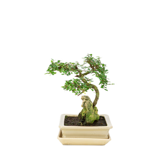 Zelkova Bonsai mit Stein im cremefarbenen Topf, 21 cm hoch, Höhe ca. 26 cm
