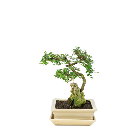 Zelkova Bonsai mit Stein in einer cremefarbenen Schale, 21 cm hoch, Höhe ca. 26 cm