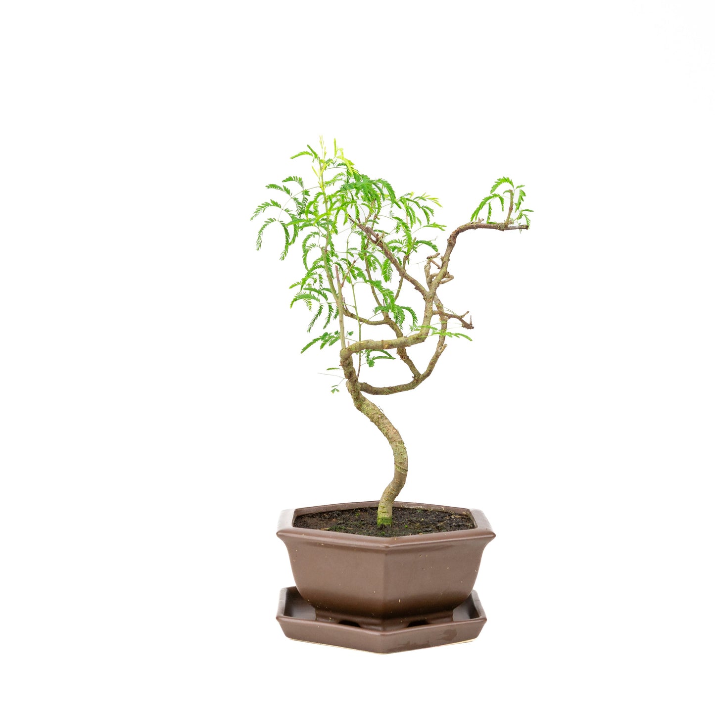 Vachellia Bonsai in einer braunen Schale 22cm, Höhe ~43cm