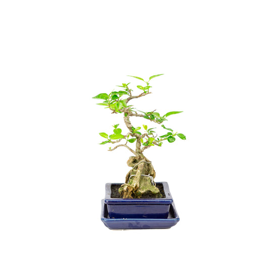 Premna Bonsai im blauen Topf, 16 cm Durchmesser, Höhe ca. 25 cm