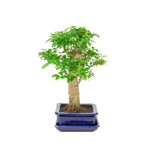 Ligustrum ovalifolium Bonsai im blauen Topf, 16 cm Durchmesser, Höhe ca. 31 cm