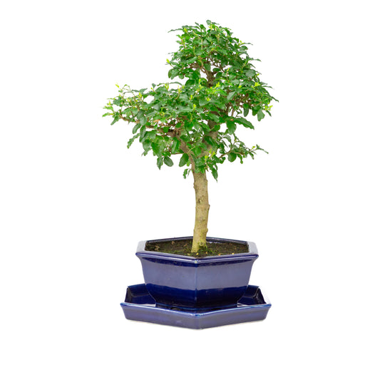 Ligustrum ovalifolium Bonsai im blauen Topf, 18 cm Durchmesser, Höhe ca. 37 cm