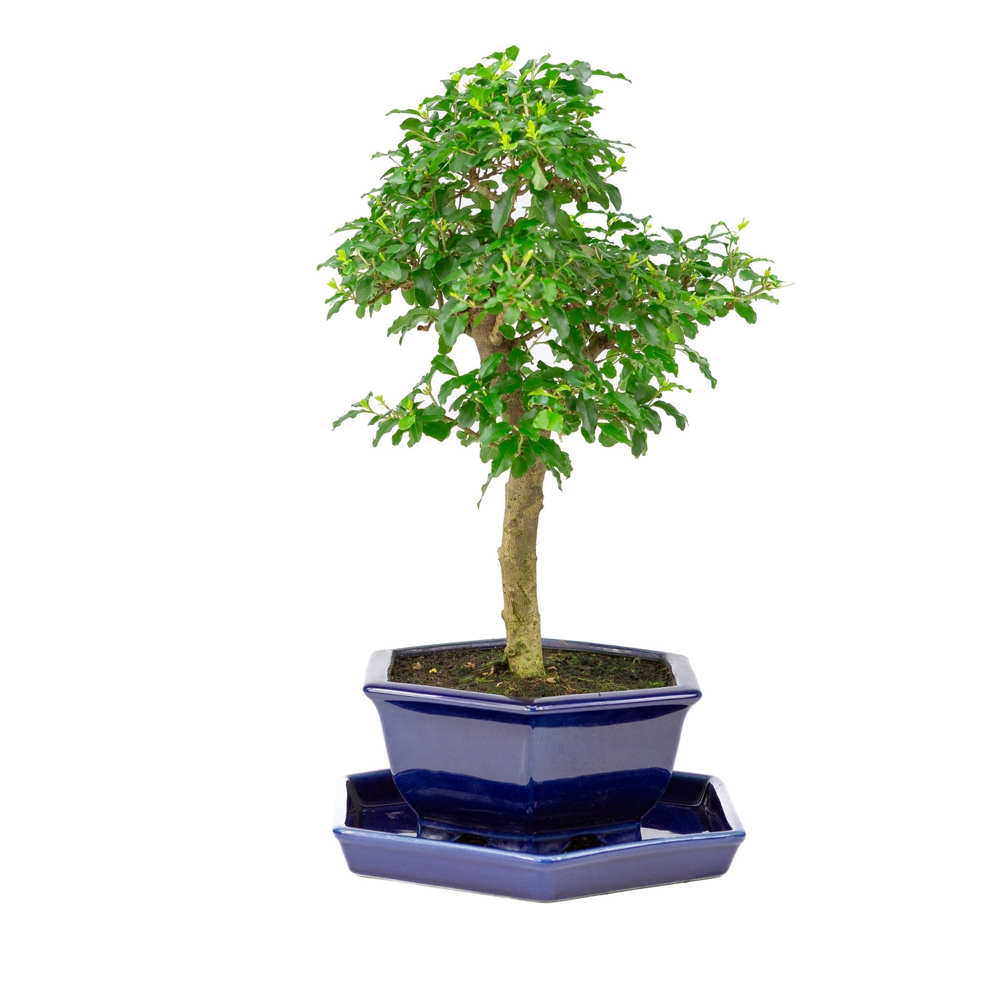 Ligustrum ovalifolium Bonsai in einer blauen Schale, 18 cm Durchmesser, Höhe ca. 37 cm