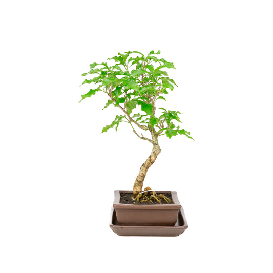 Bougainvillea glabra Bonsai im braunen Topf, 15 cm Durchmesser, Höhe ca. 31 cm