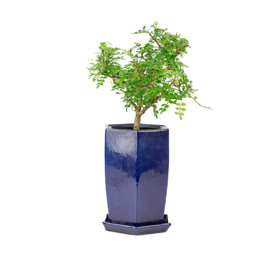 Zanthoxylum piperitium Cascade Bonsai in einer blauen Schale, 13 cm hoch, Gesamthöhe ca. 38 cm