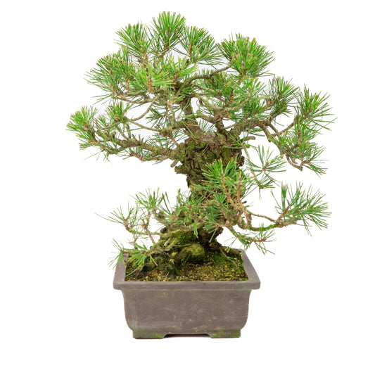 Unglasierter Schale aus Pinus thunbergii, 28 cm Durchmesser, Höhe ca. 44 cm